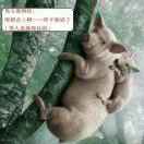 东方不亮西方亮