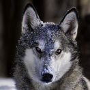 Siberia Wolf