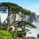 茂葉:葉經(jīng)能