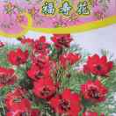 清风满竹林