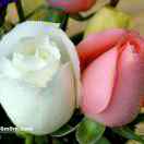 诚信汽修13369131288