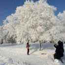 雪松