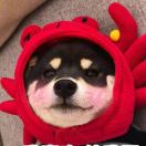 joelwang13's Avatar