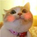 t's Avatar