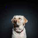 eastdog's Avatar