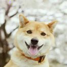 bhzhu203's Avatar