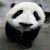 bear256's Avatar