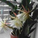 云裳阁爱你