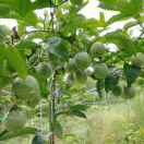 阳阳果园-邬晓华