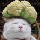 吴缘