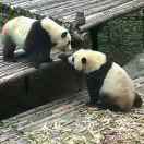 白云山不吃鱼的猫🐱