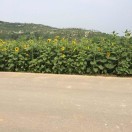 随心，随缘39427