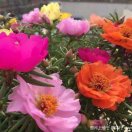 太阳花