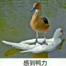 AA昆仑禽业
