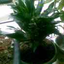 邓东汉13538100086.