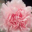 《静婉玲珑》