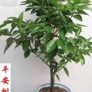 AA天辰廣告15061612980