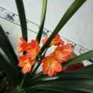 卖女孩的小火柴33412