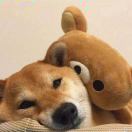 独隐居士magi