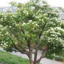 衣钟情(晾衣架)