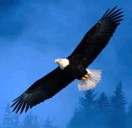 伸宇农林（李长宏）