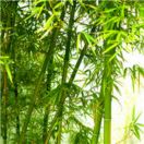 竹影飘摇