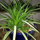 汤远平13875834149