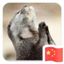 年年有鱼