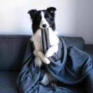 这货不是挖掘机