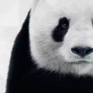 纳¤尼