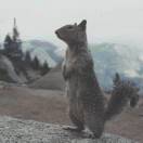 honeysuckle's Avatar