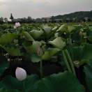 名仕17521