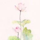 花自飘零水自流