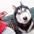 薯条（Bi Bi 叨叨萌宠小屋）