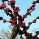 券妈妈会员: why