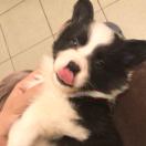 韩希范是只有名的猫