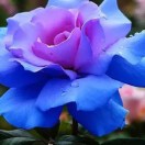 蓝玫瑰7 
