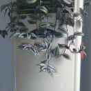 一马当先李金明