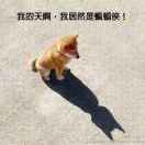 快乐的猪