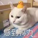 不轻易放弃。