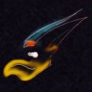 ulxs's Avatar