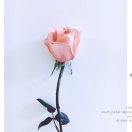 三葉草