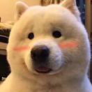 Thunderbol_