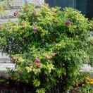 巴彦淖尔五原风清