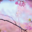 木杉