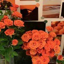 猪猪的头像-951博客