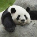 ann6858's Avatar