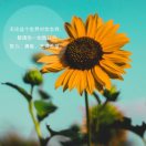 ??^向日葵の微笑^ ??
