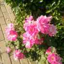 室内装饰13716427040