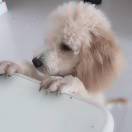 大白菜